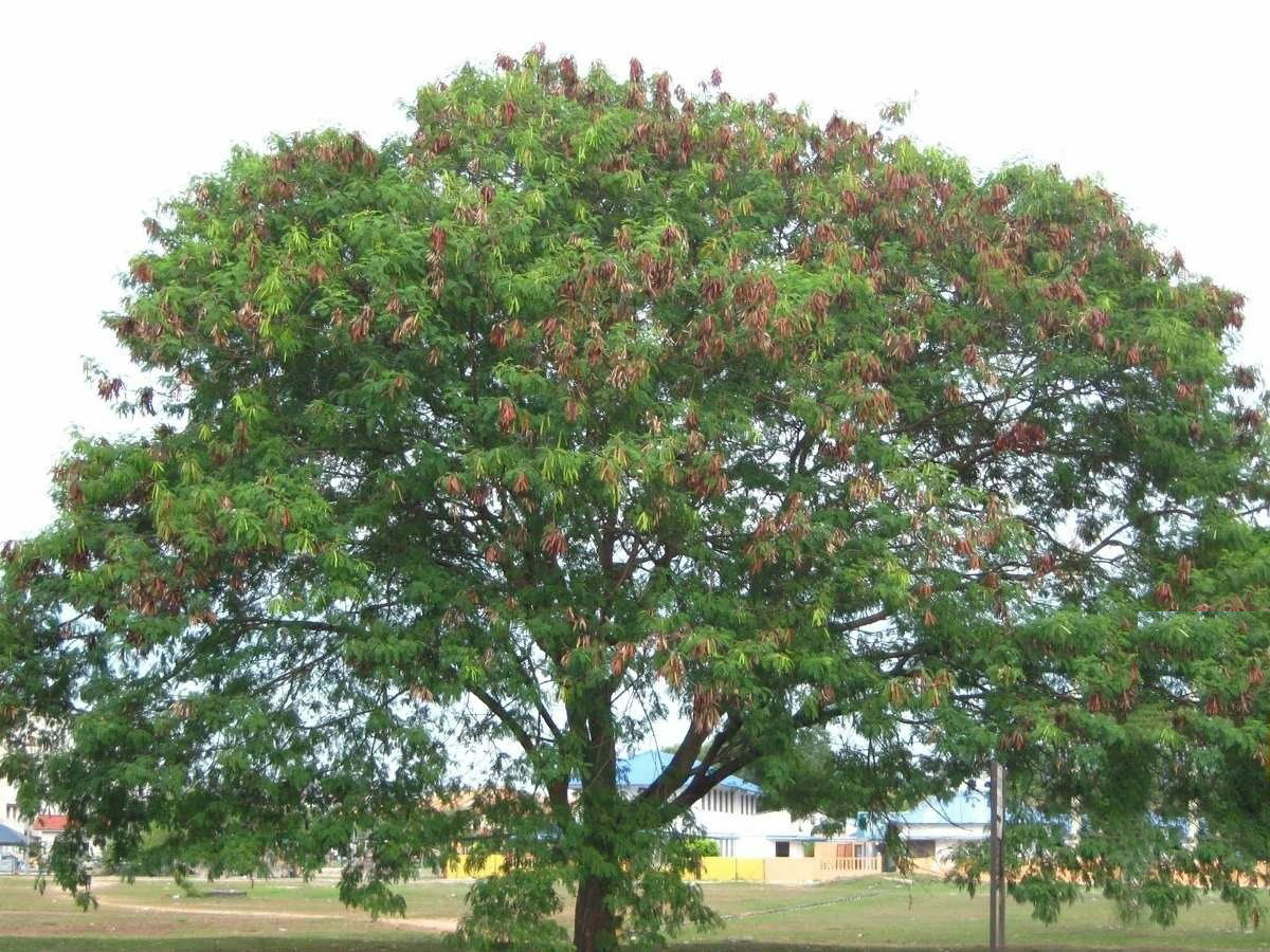File:Caobo - Cedro caoba (Swietenia macrophylla) (14557718478).jpg