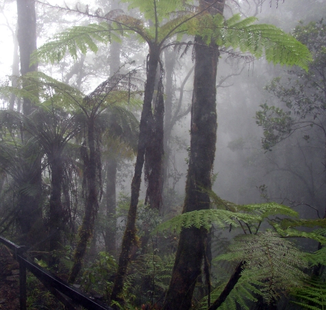 Selva Humeda - Pluvisilva -ocurre en zonas tropicales - muestra - de Selva nubosa del monte Kinabalu en Borneo.